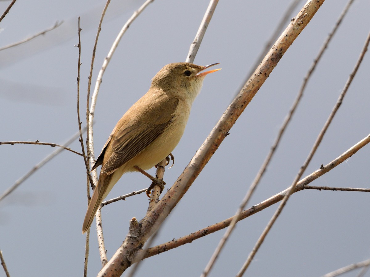 Common Reed Warbler - ML619635933