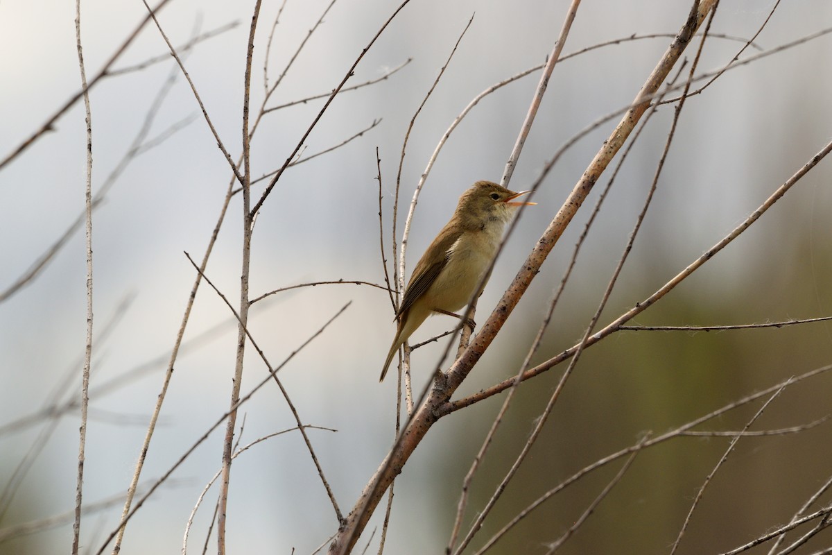 Common Reed Warbler - ML619635934