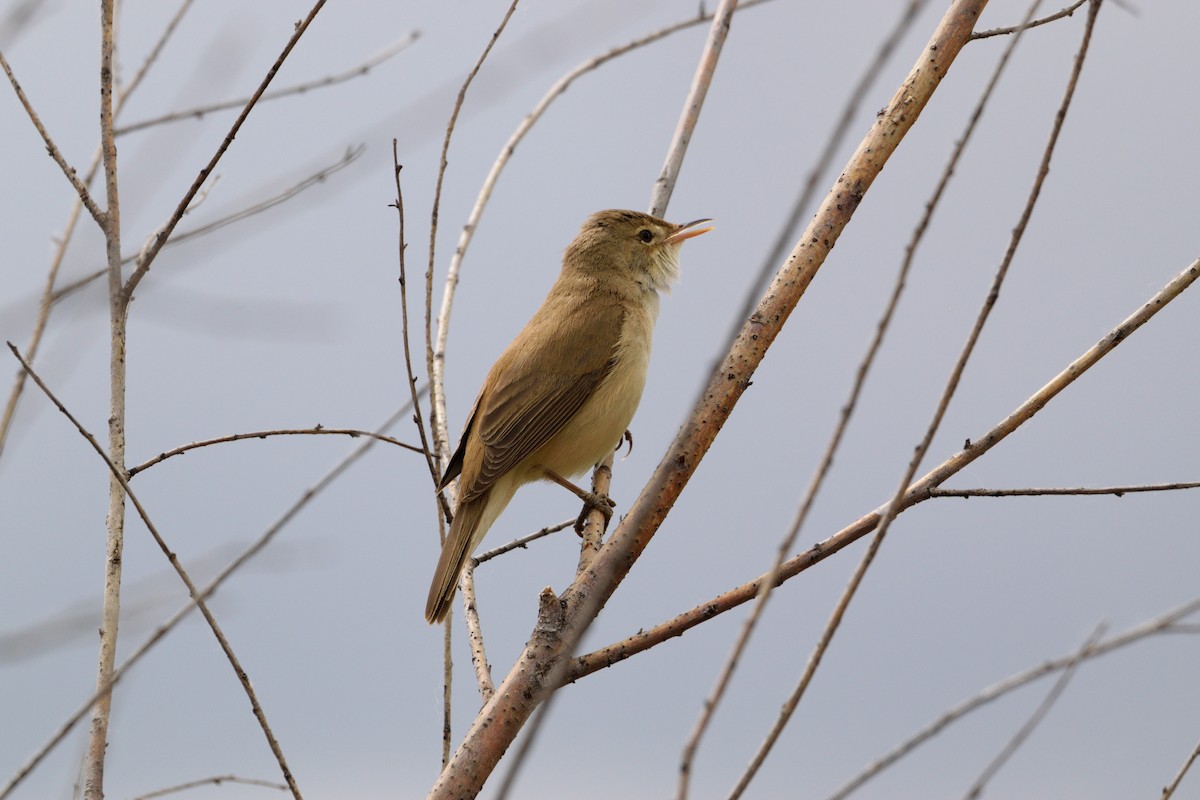 Common Reed Warbler - ML619635935