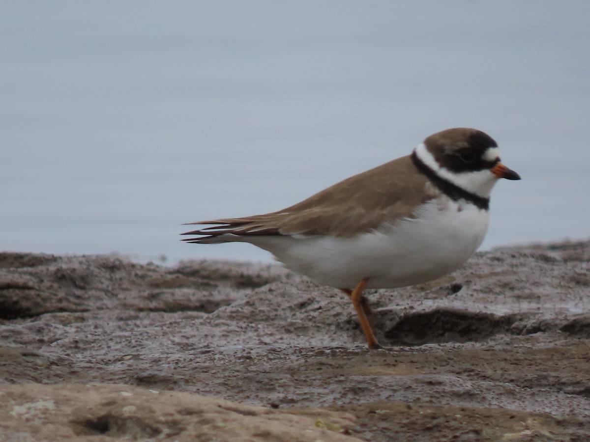 Semipalmated Plover - ML619635975