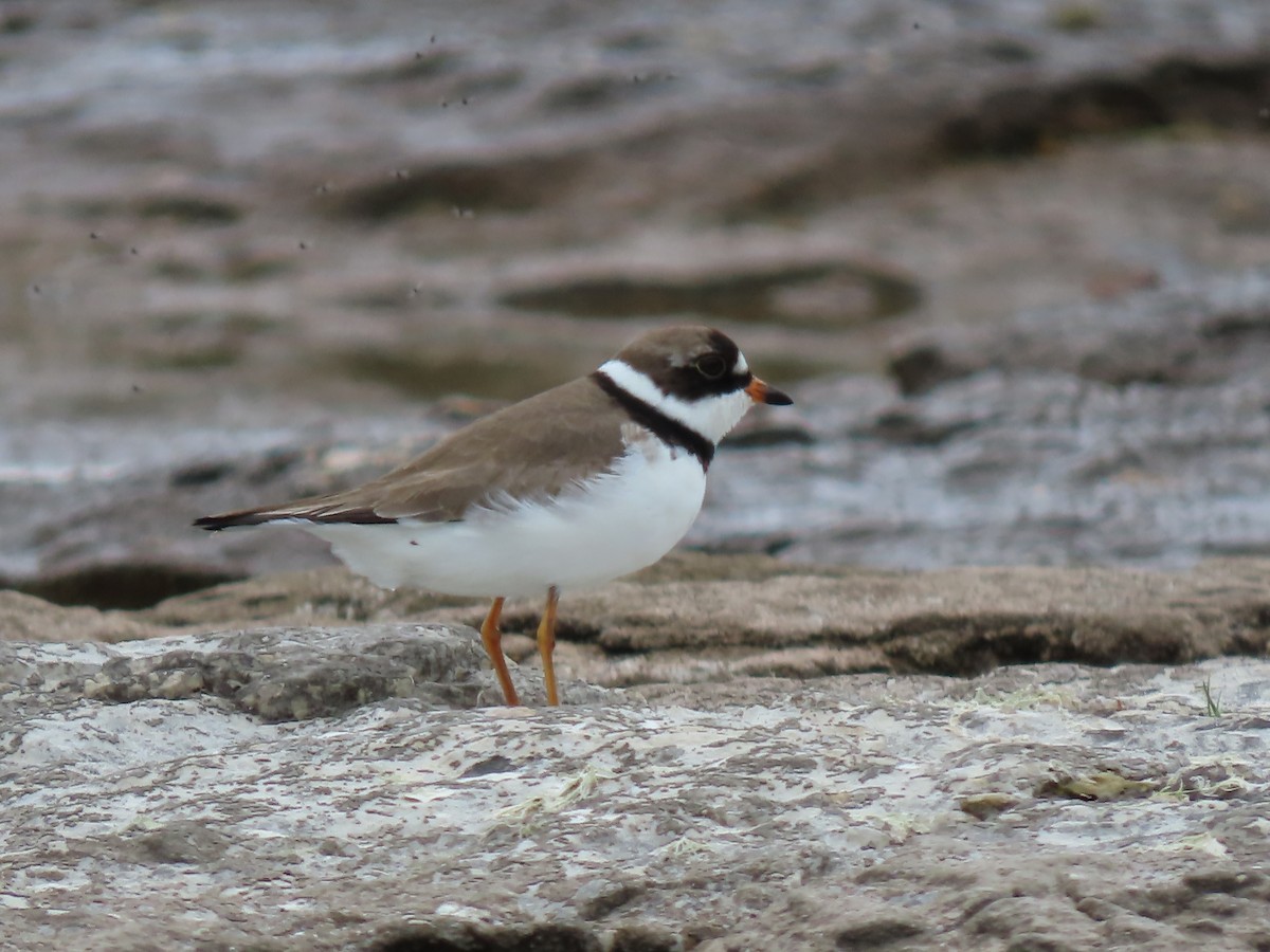 Semipalmated Plover - ML619635976