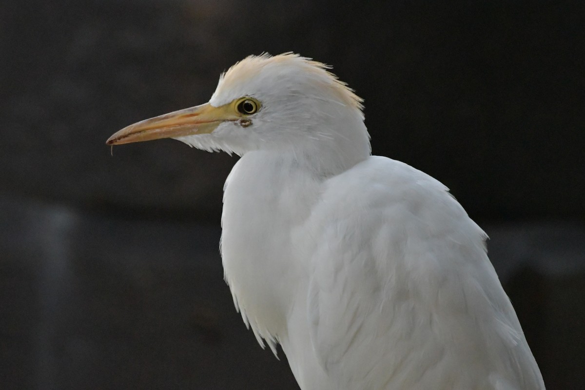 Чапля єгипетська (підвид ibis) - ML619636132