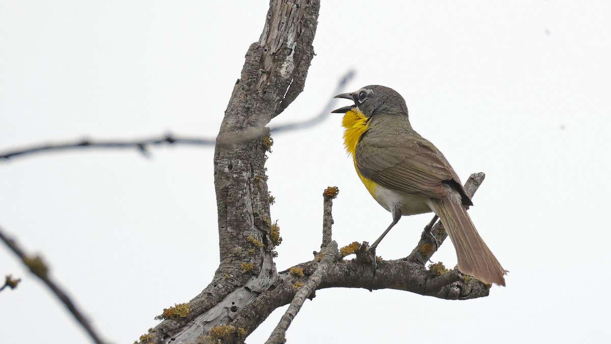 Yellow-breasted Chat - ML619636155
