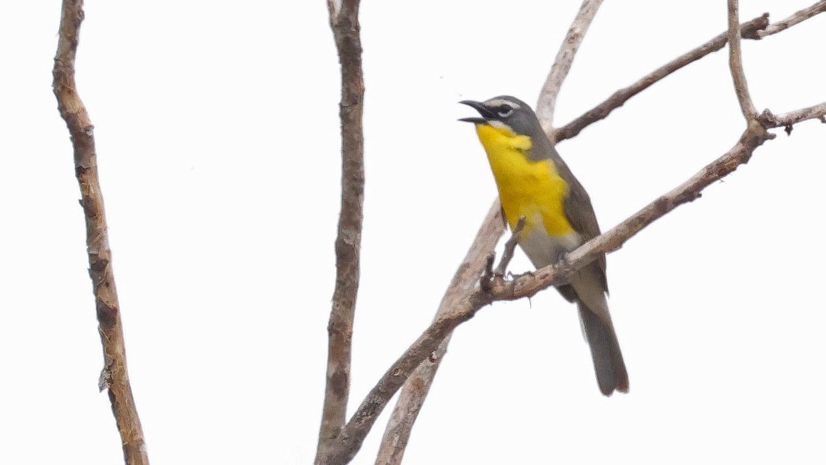 Yellow-breasted Chat - ML619636166