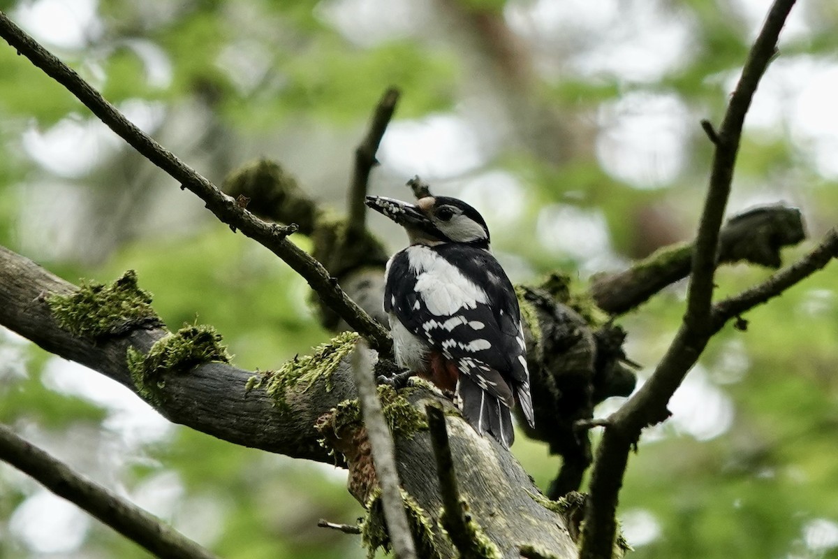 Great Spotted Woodpecker - ML619636219