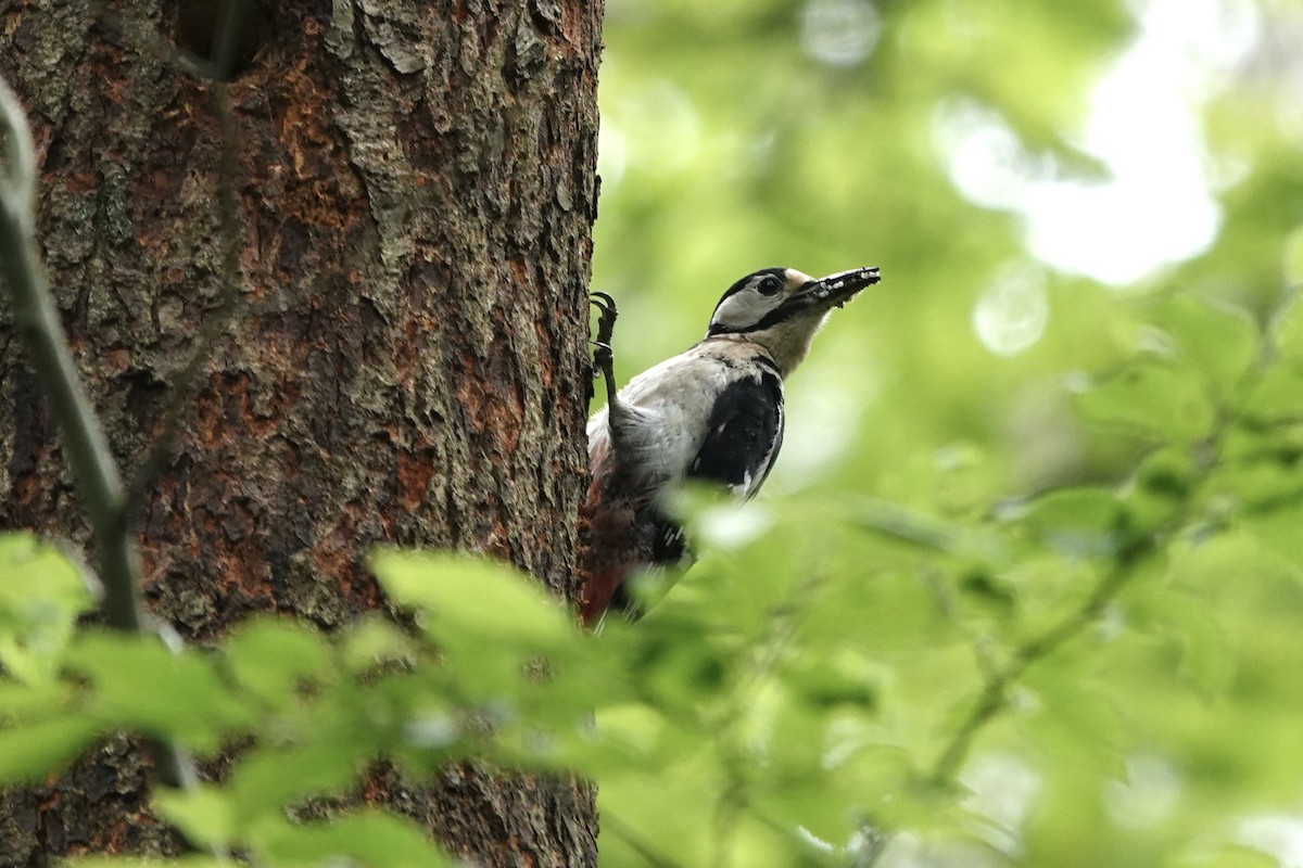 Great Spotted Woodpecker - ML619636220