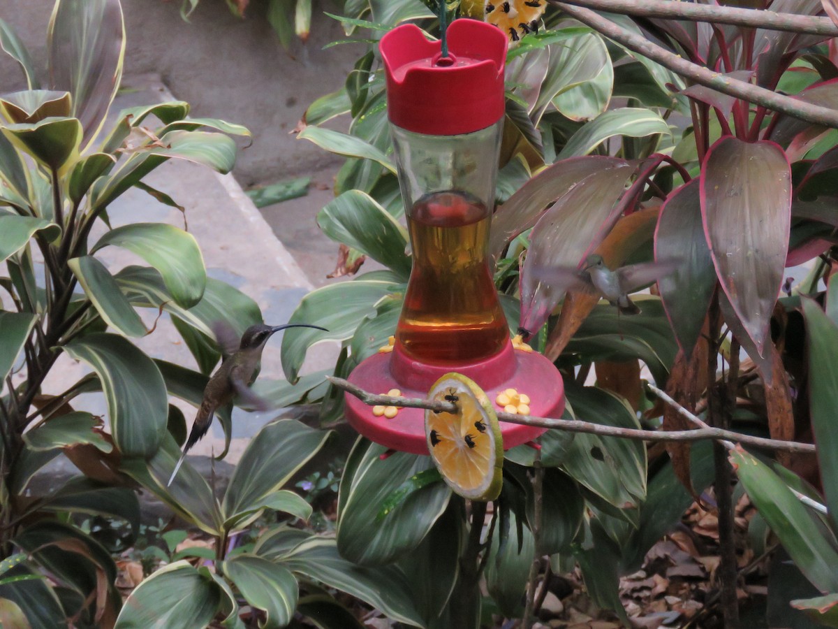 kolibřík tmavolící - ML619636227