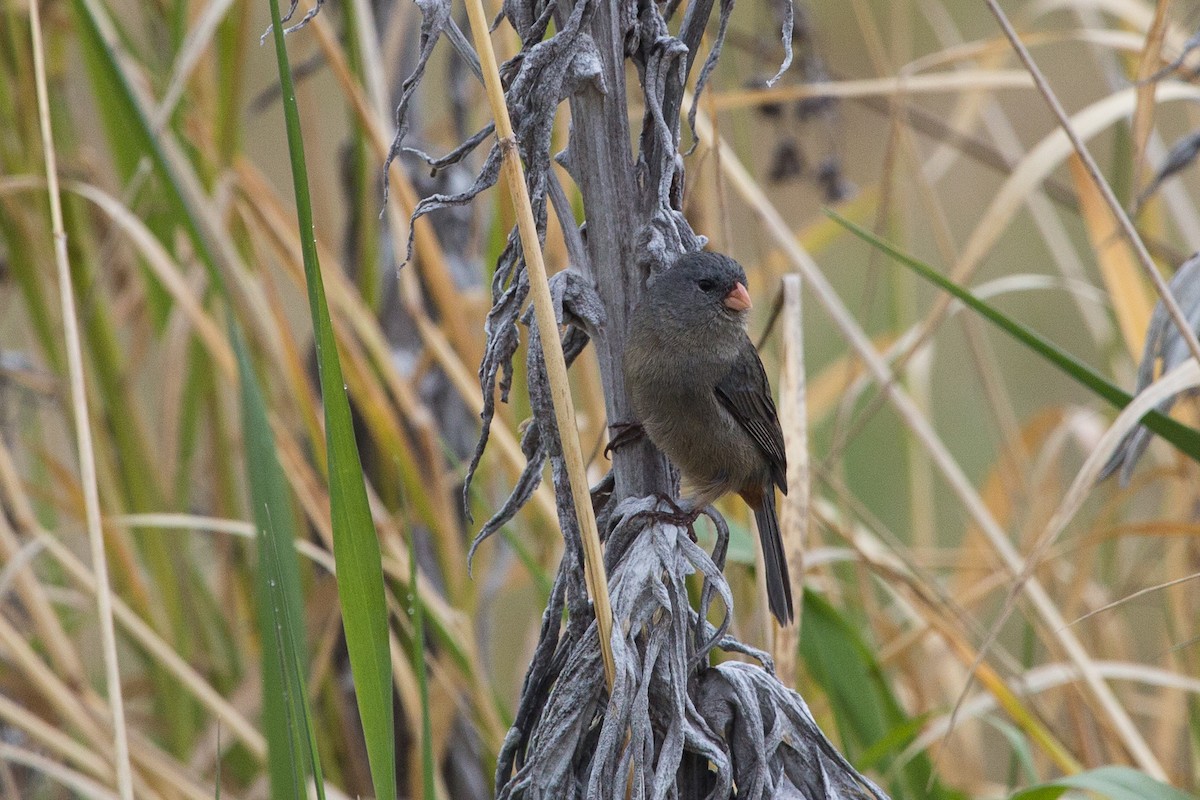Plain-colored Seedeater - ML619636240