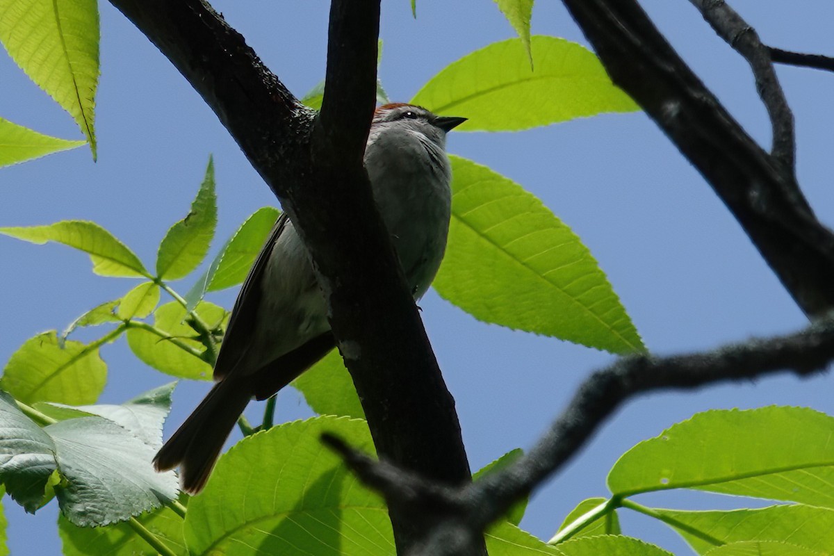 Chipping Sparrow - ML619636290
