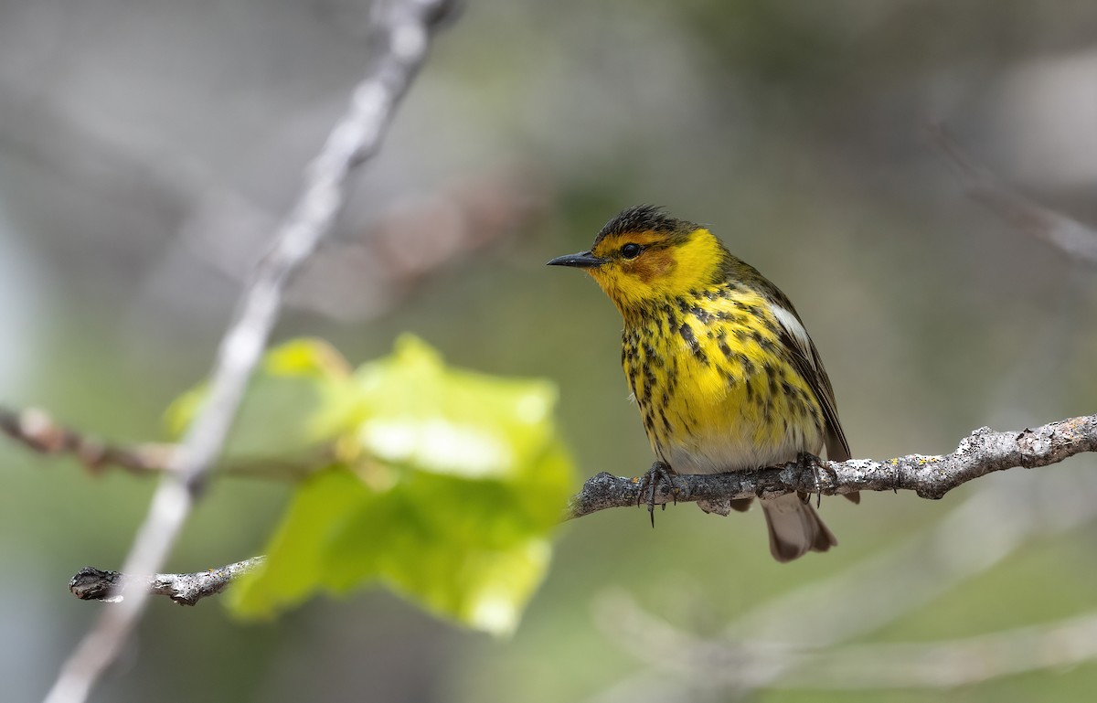 Cape May Warbler - ML619636296