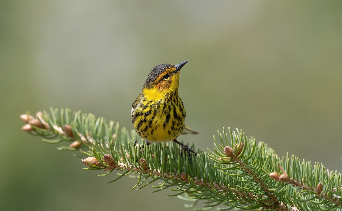 Cape May Warbler - ML619636302