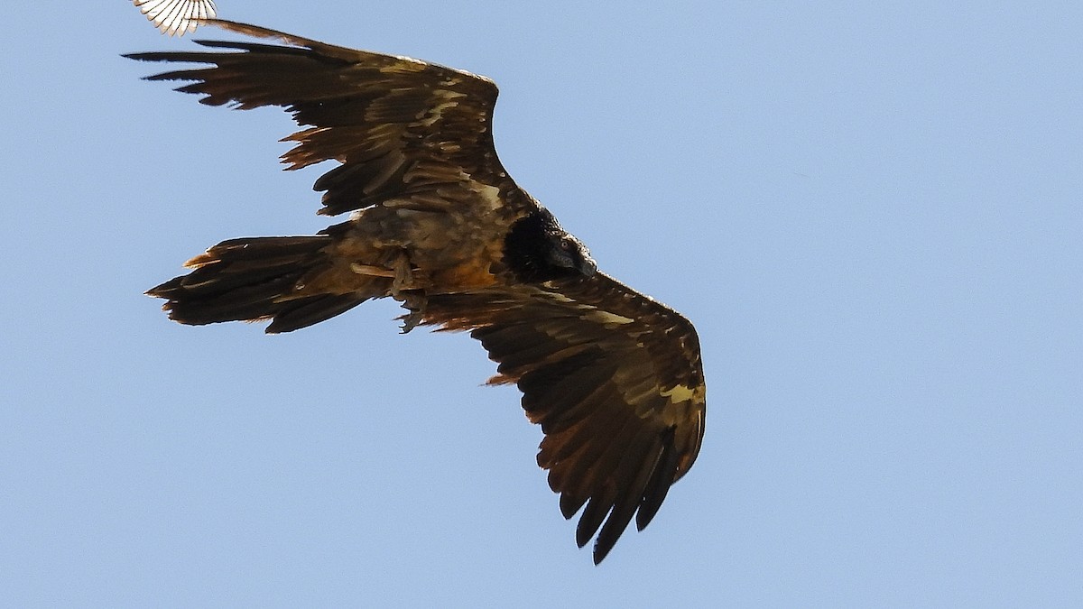 Bearded Vulture - ML619636309