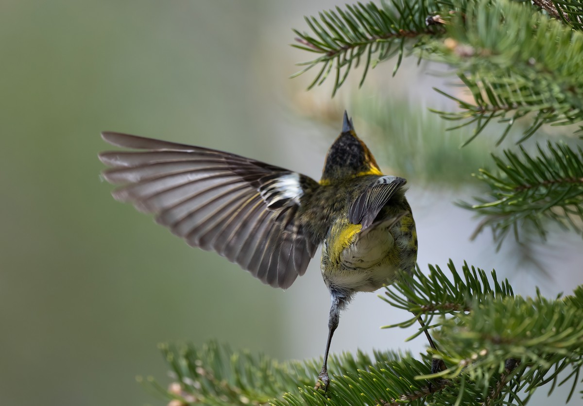 Cape May Warbler - ML619636311