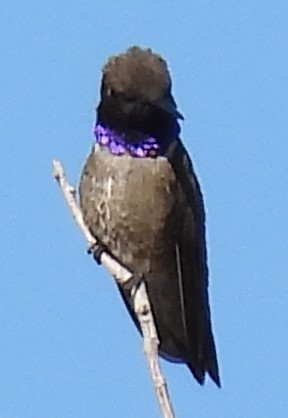 Black-chinned Hummingbird - ML619636373