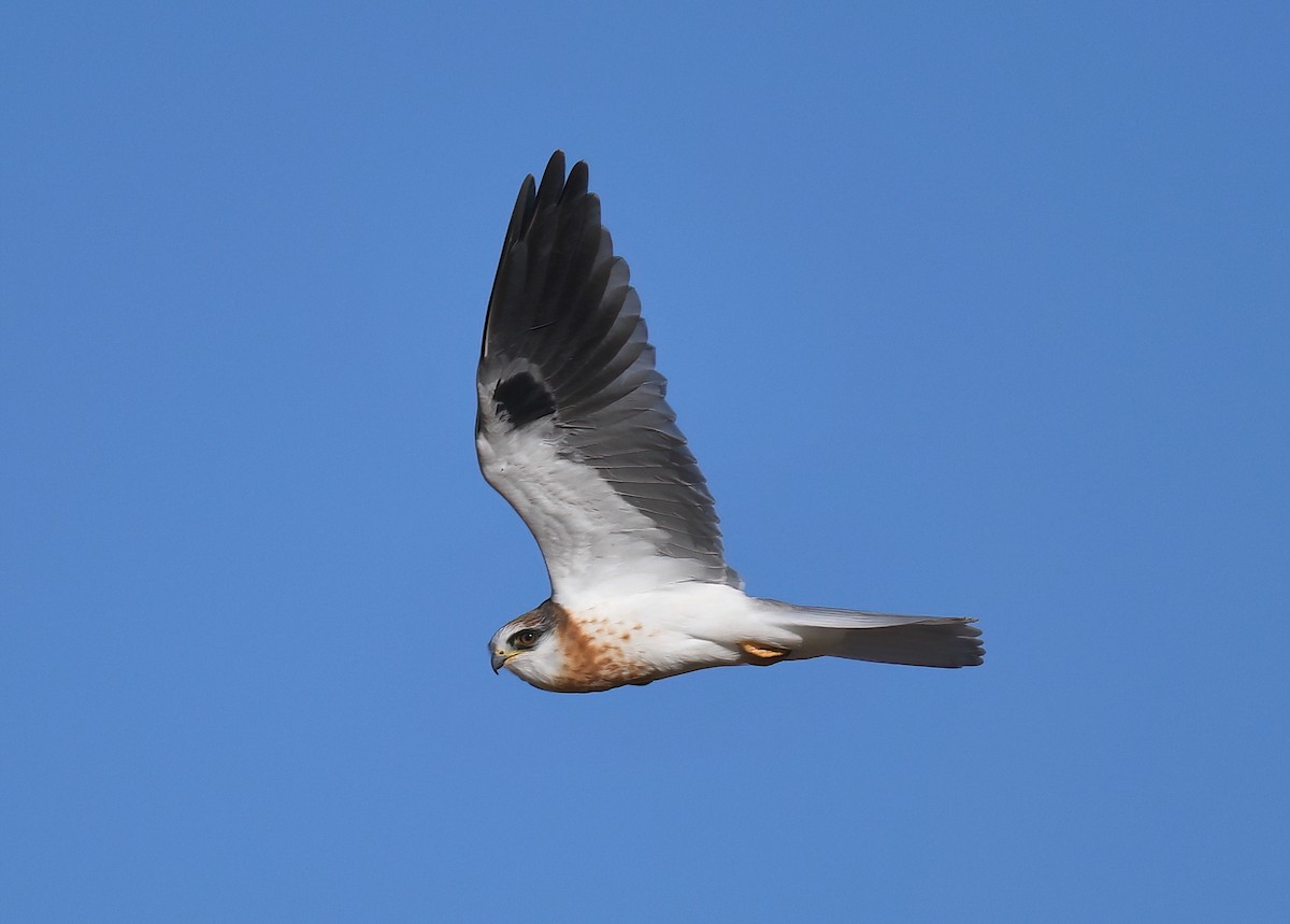 White-tailed Kite - ML619636381