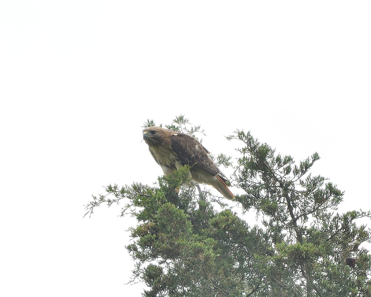 Red-tailed Hawk - ML619636388