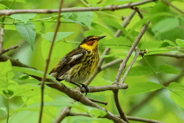 Cape May Warbler - ML619636389