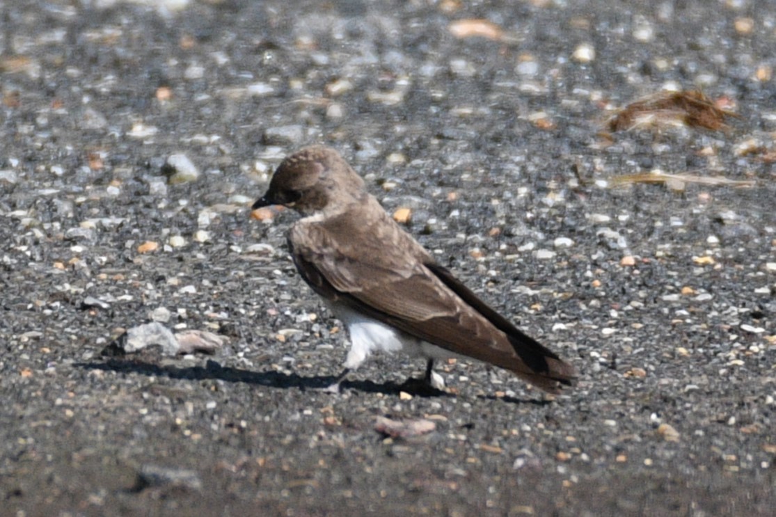 Northern Rough-winged Swallow - ML619636417