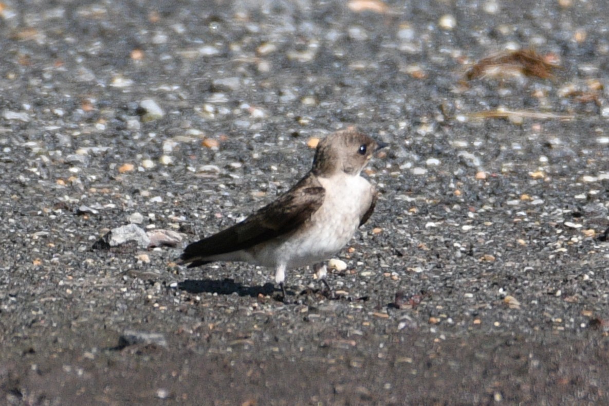 Northern Rough-winged Swallow - ML619636418