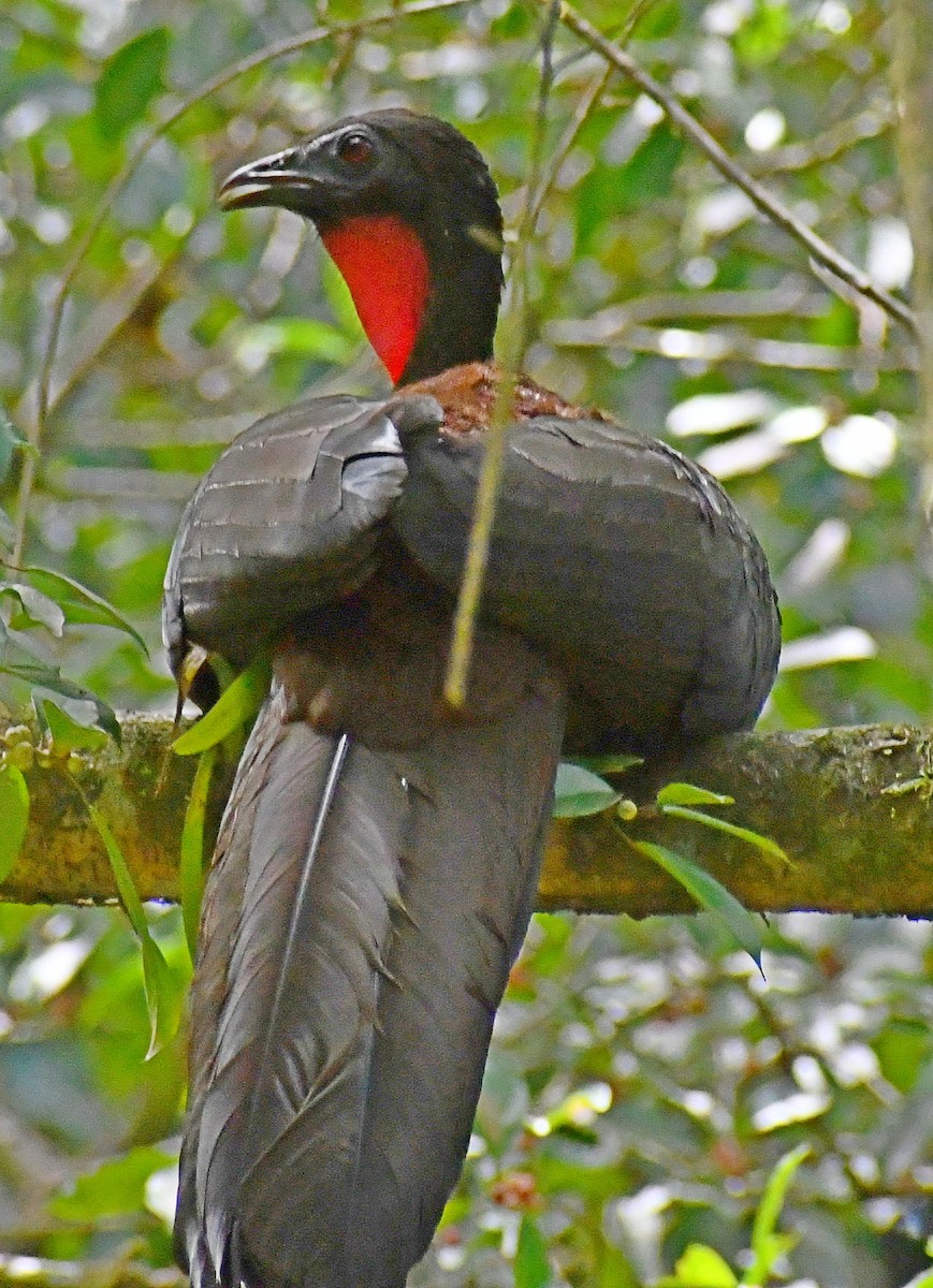 Crested Guan - ML619636442