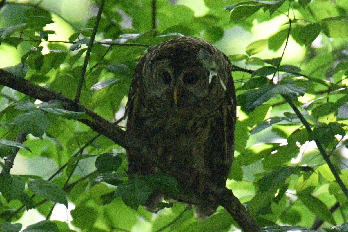 Barred Owl - ML619636484