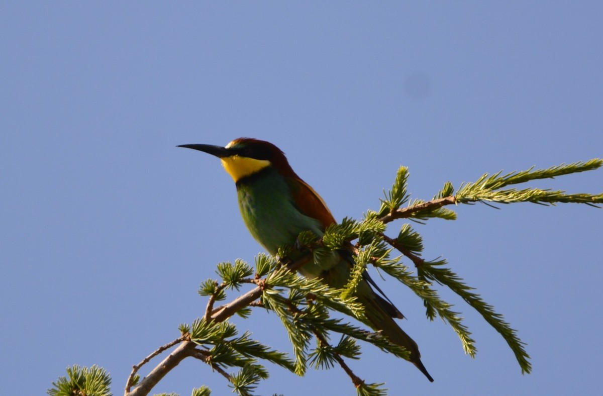 European Bee-eater - ML619636505