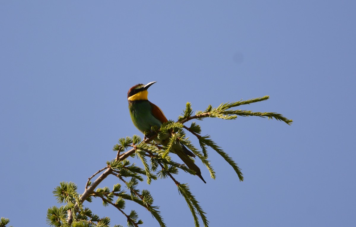 European Bee-eater - ML619636508
