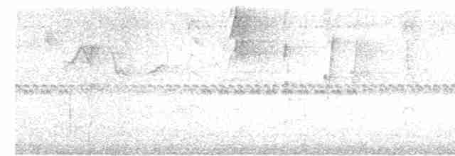 hvitskjeggmanakin - ML619636520