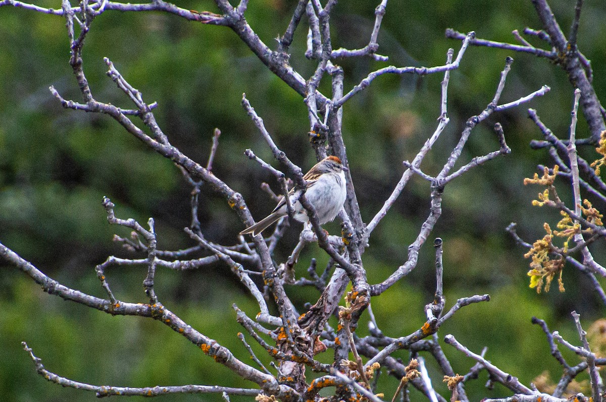 Chipping Sparrow - ML619636595