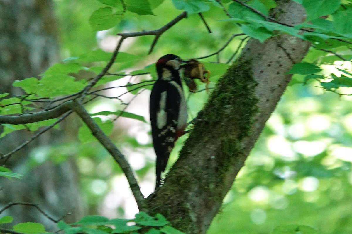 Great Spotted Woodpecker - ML619636628