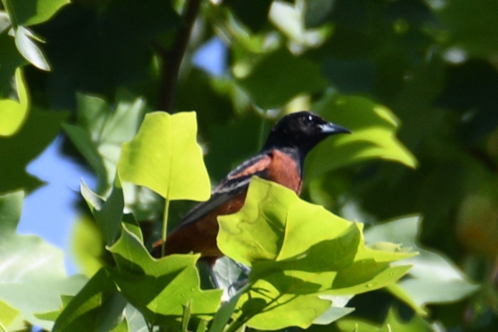 Orchard Oriole - ML619636632