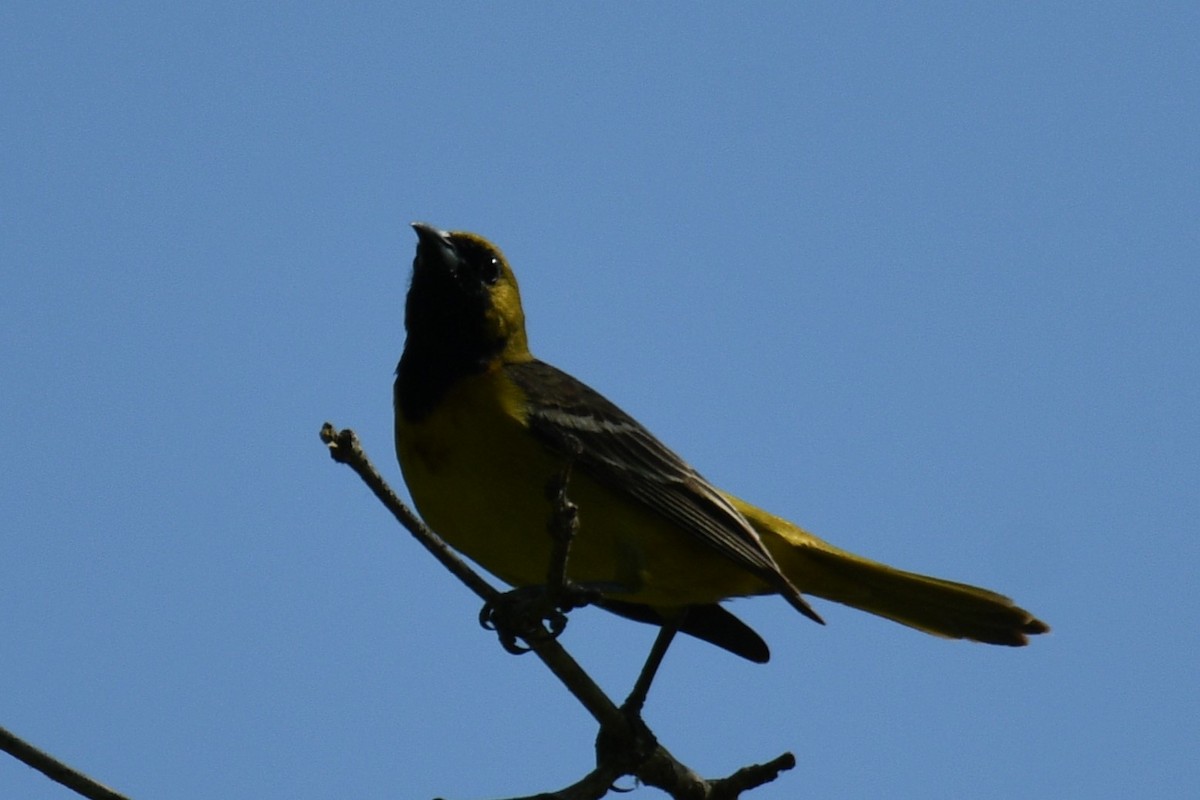 Orchard Oriole - ML619636634