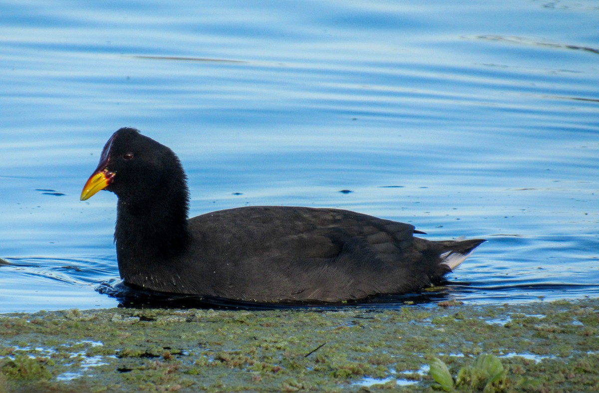 Red-fronted Coot - ML619636672