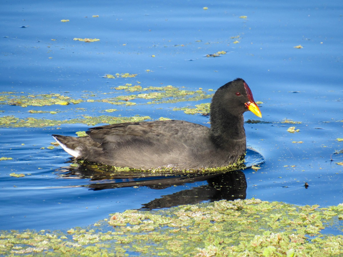 Red-fronted Coot - ML619636673