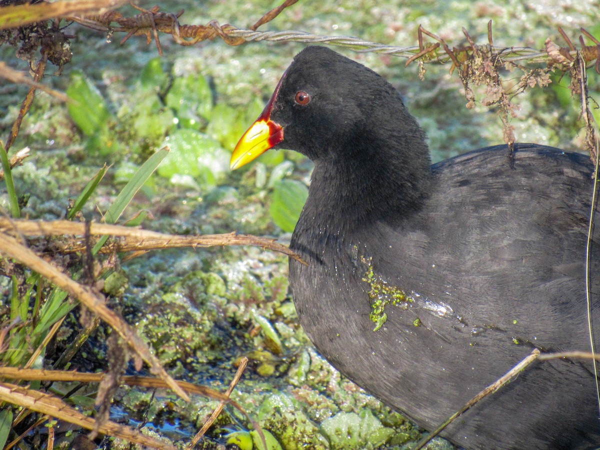 Red-fronted Coot - ML619636674