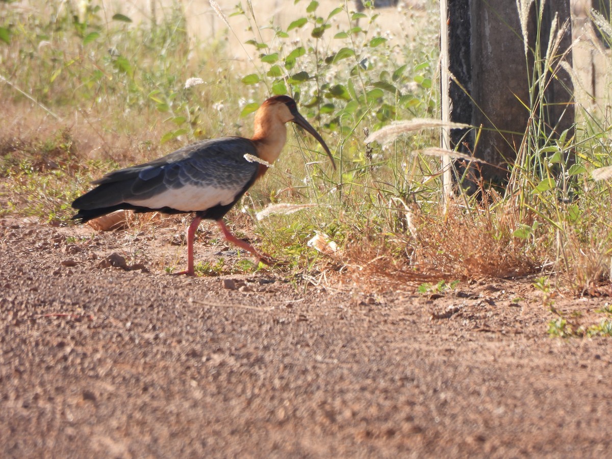 ibis bělokřídlý - ML619636776