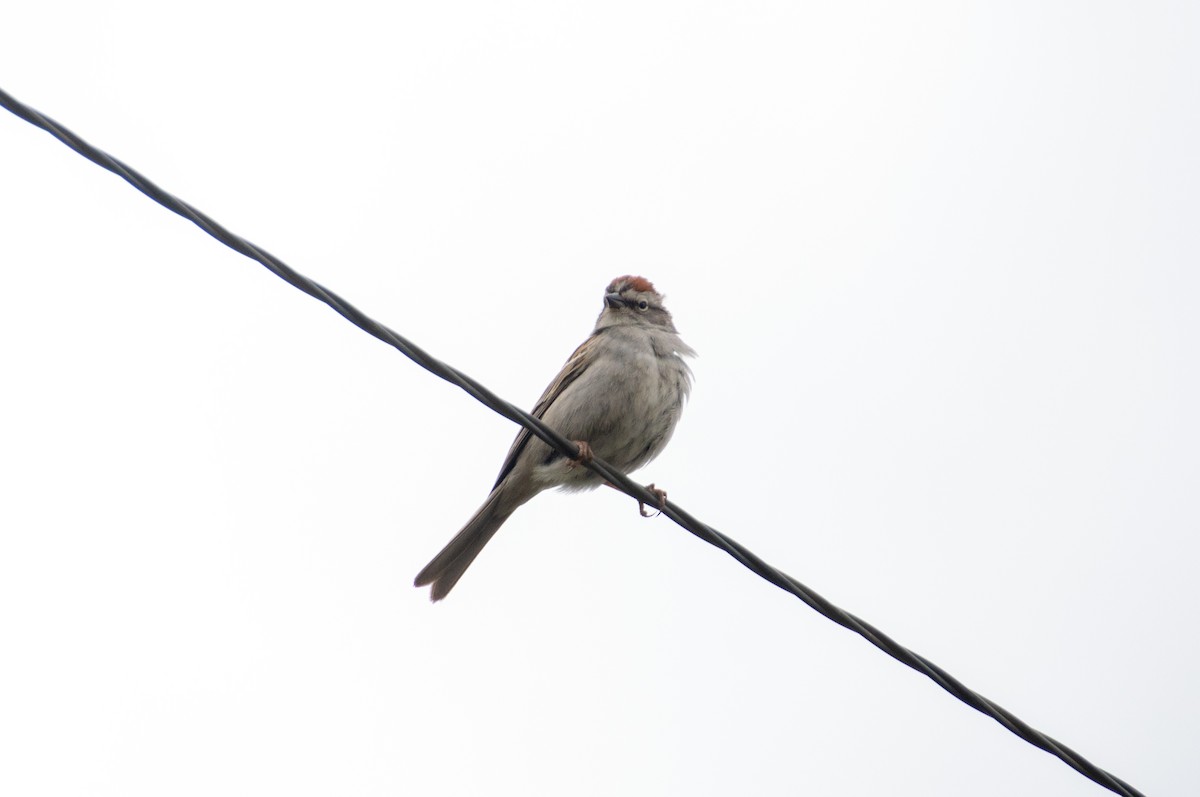 Chipping Sparrow - ML619636779