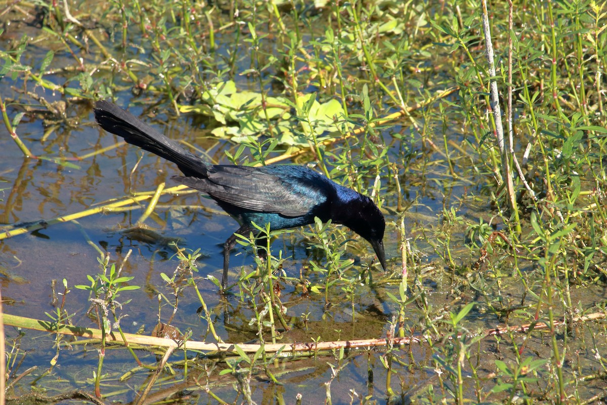 Boat-tailed Grackle - ML619636828