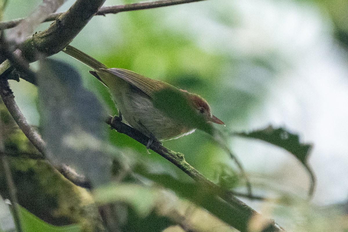 Rufous-naped Greenlet - ML619636858