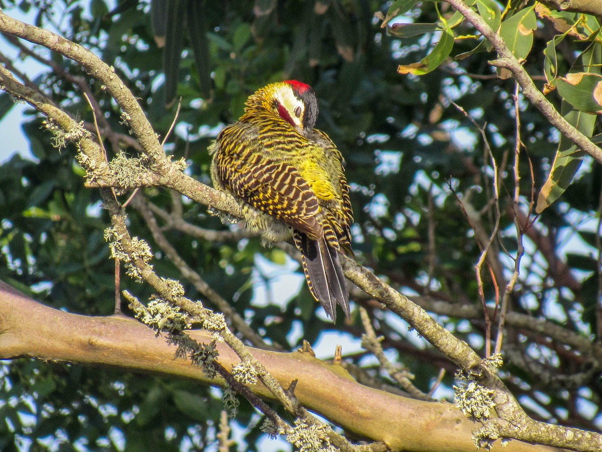 Green-barred Woodpecker - ML619636921
