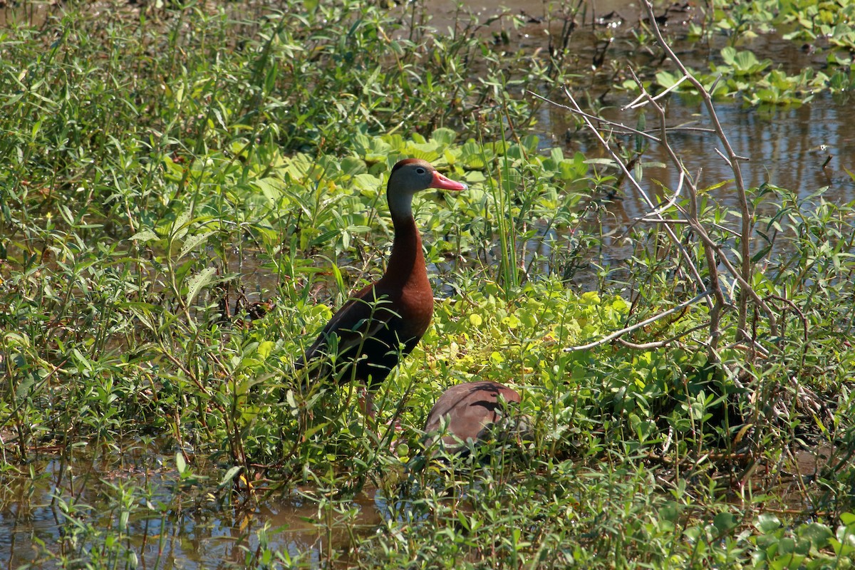 eBird Checklist 26 May 2024 The Celery Fields 26 species