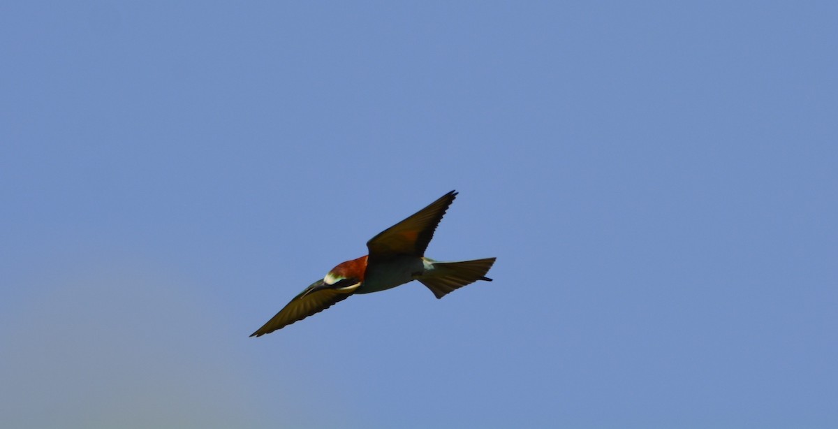 European Bee-eater - ML619637048