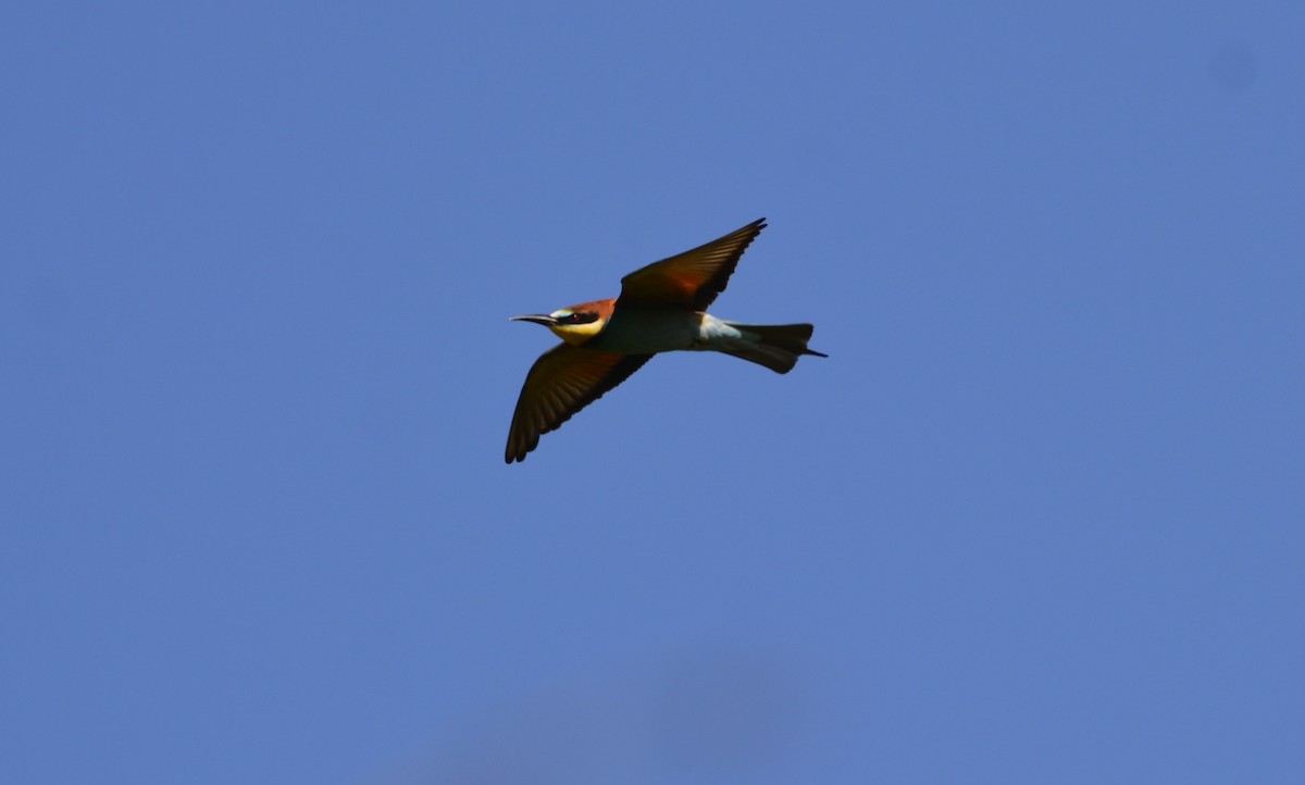 European Bee-eater - ML619637049