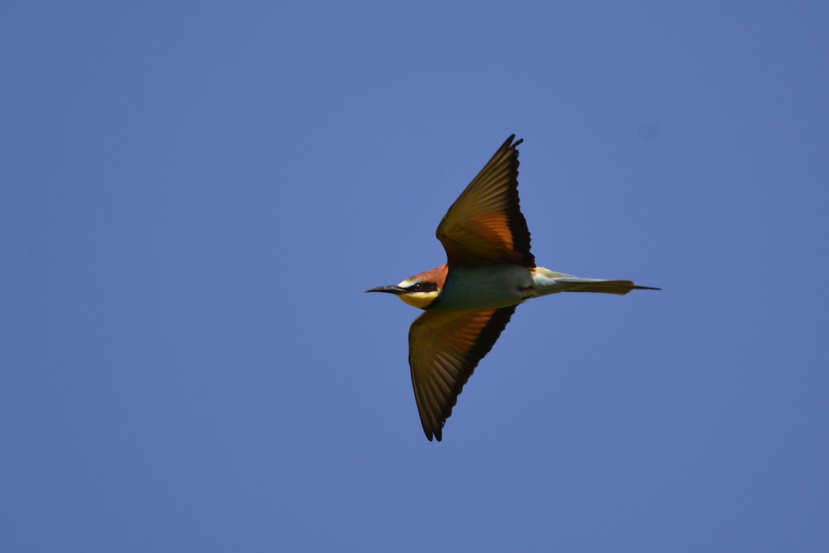 European Bee-eater - ML619637053