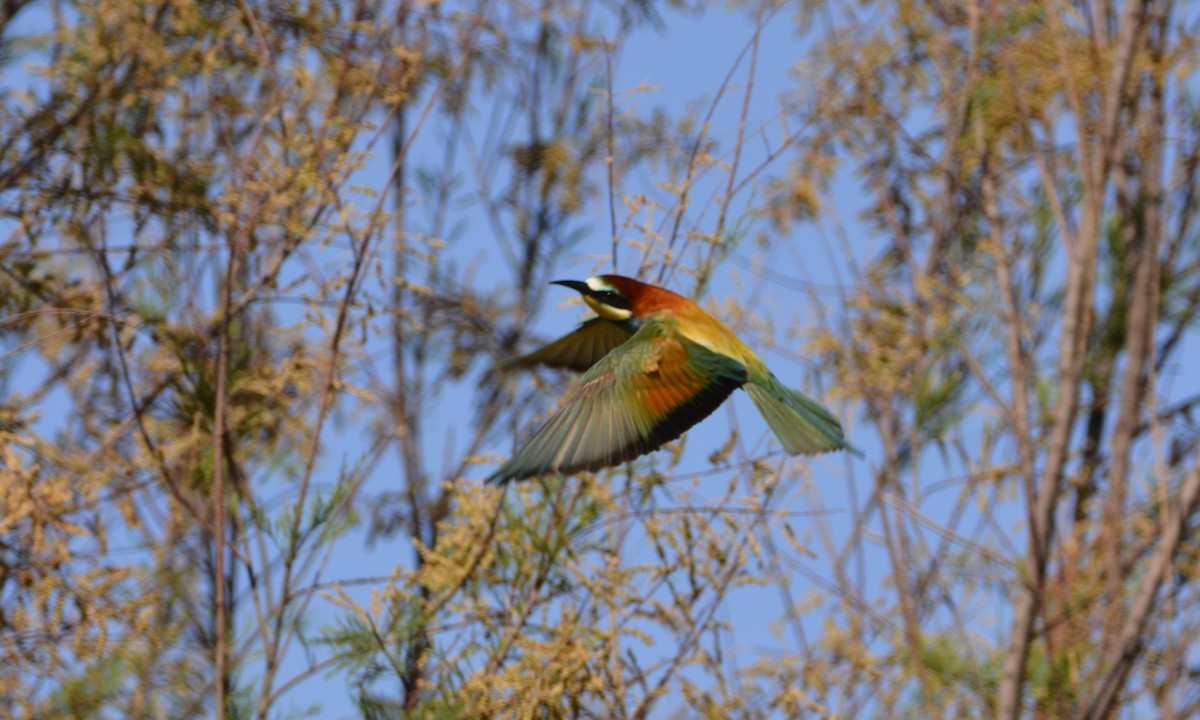 European Bee-eater - ML619637056