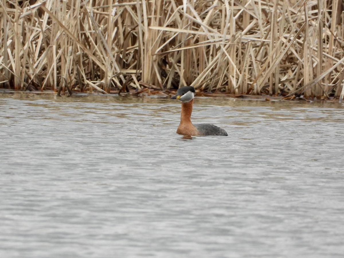 Red-necked Grebe - ML619637128