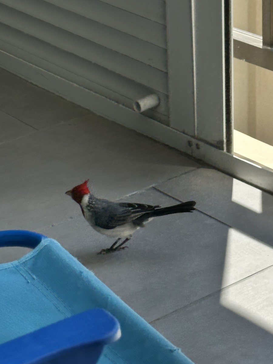 Red-crested Cardinal - ML619637142