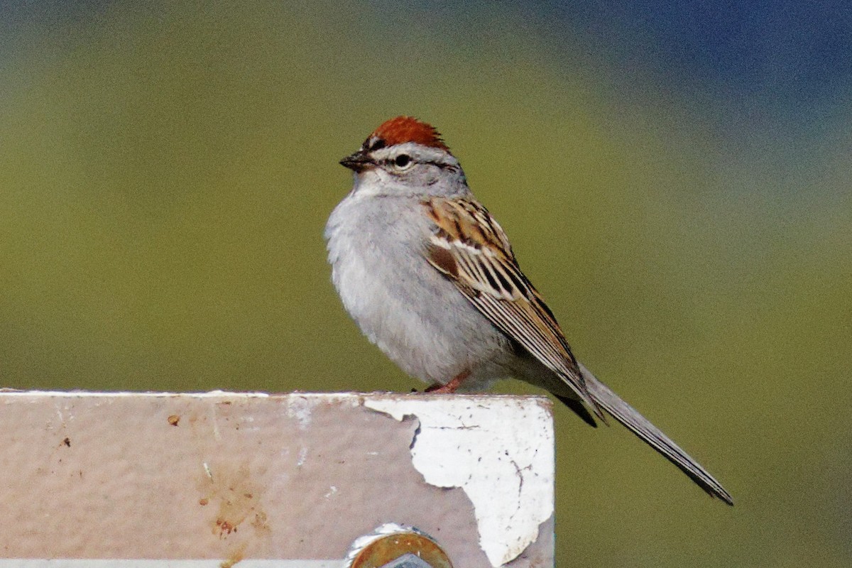 Chipping Sparrow - ML619637191