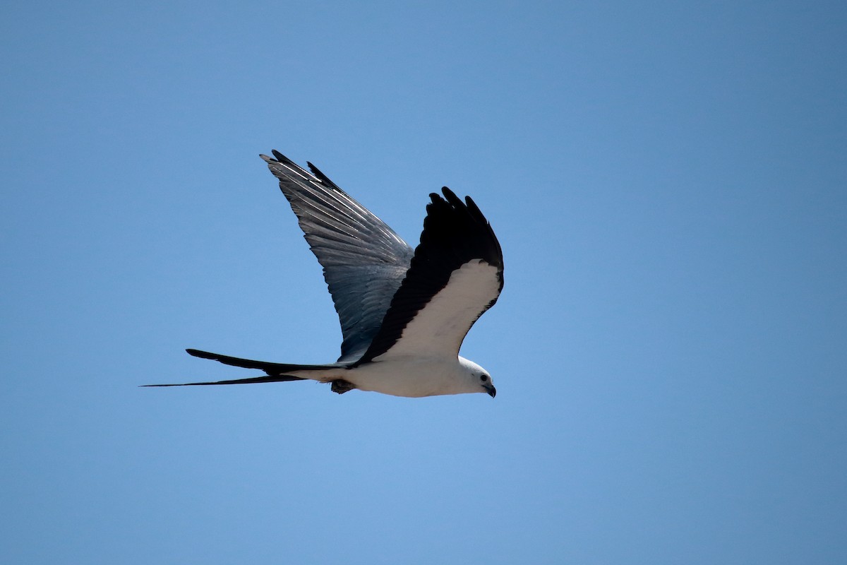 Swallow-tailed Kite - ML619637195