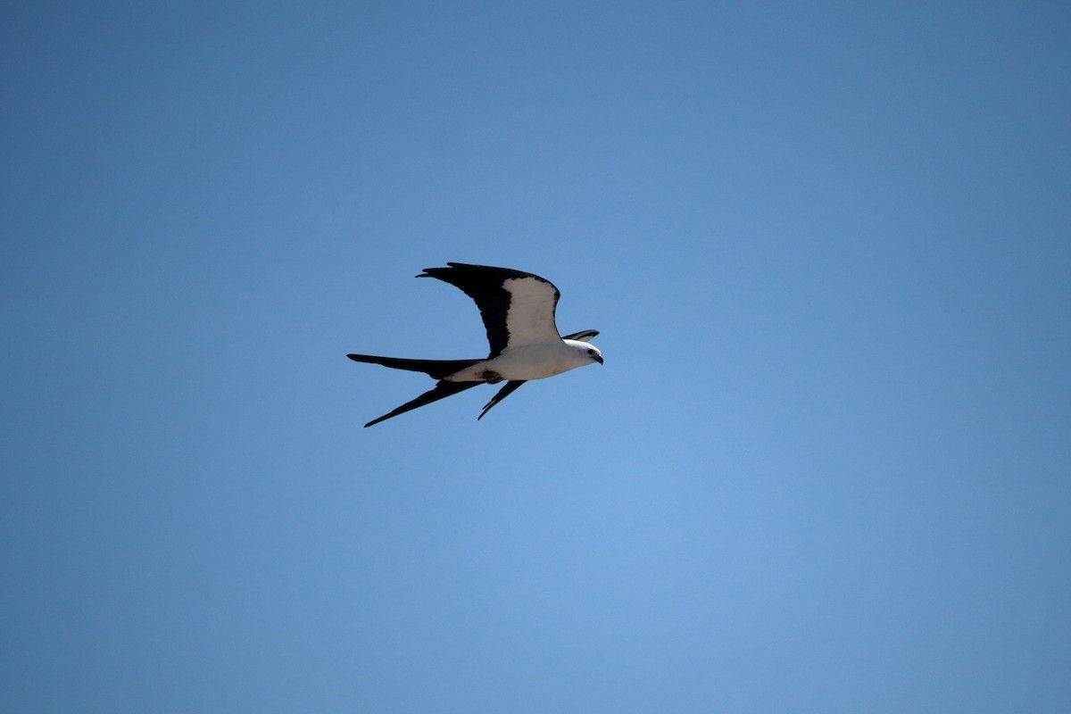 Swallow-tailed Kite - ML619637196